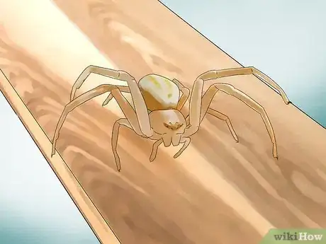 Imagen titulada Identify the Most Common North American Spider Species Step 9