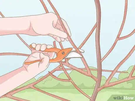 Imagen titulada Prune Mock Orange Shrubs Step 8