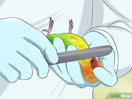 Imagen titulada Trim a Bird's Beak Step 4