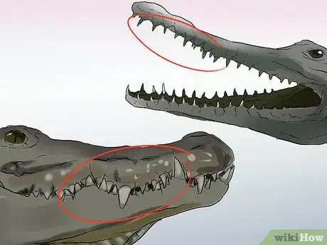 Imagen titulada Tell a Freshwater Crocodile from a Saltwater Crocodile Step 3