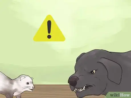 Imagen titulada Keep Ferrets in a Home with Other Pets Step 14