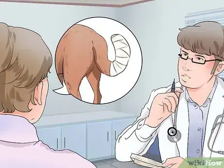 Imagen titulada Wrap a Dog's Tail Step 11