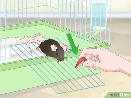 Imagen titulada Tame a Rat Step 11