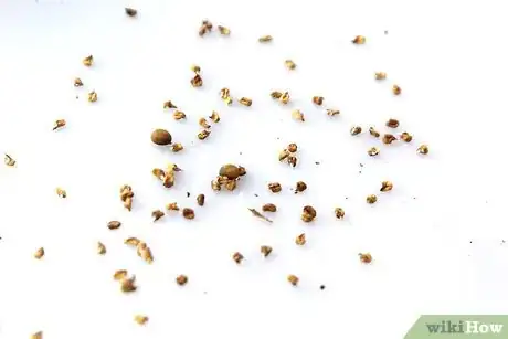 Imagen titulada Dry Okra Seeds Step 6