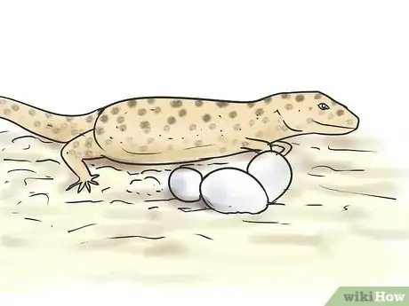 Imagen titulada Breed Leopard Geckos Step 8
