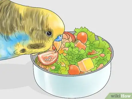 Imagen titulada Keep a Parakeet Groomed Step 10