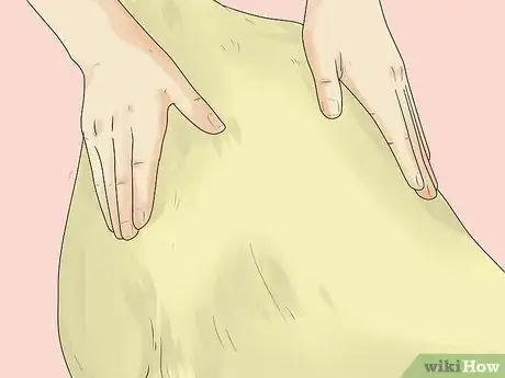 Imagen titulada Relieve Hip Pain in Dogs Step 4