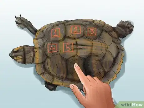 Imagen titulada Tell a Turtle's Age Step 2