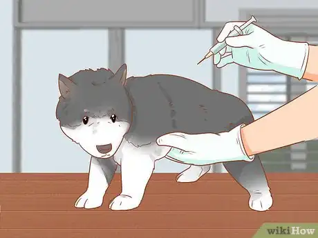 Imagen titulada Introduce a Dog to a Dog Park Step 1