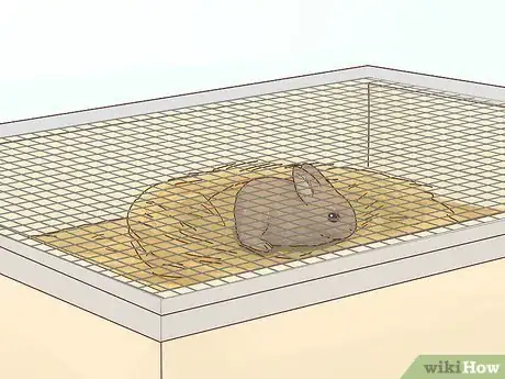 Imagen titulada Care for a Baby Wild Rabbit Step 4