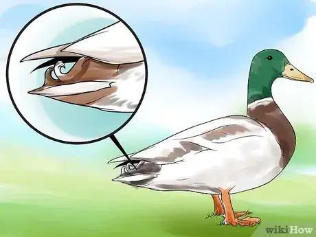 Imagen titulada Tell the Difference Between Male and Female Ducks Step 4