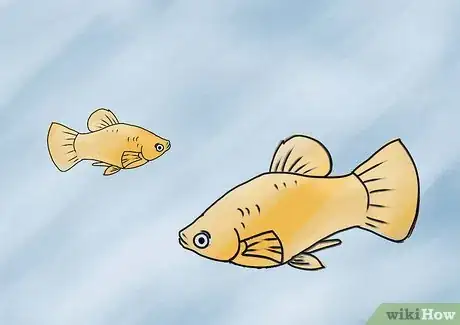 Imagen titulada Breed and Care for Platies Step 5