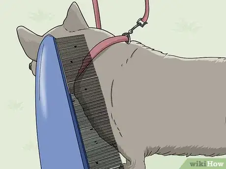 Imagen titulada Eliminate Fleas from Your Home for Free Step 2