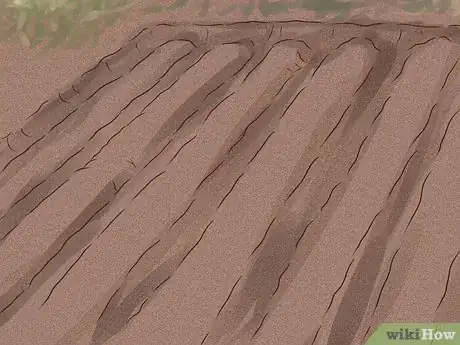 Imagen titulada Plant English Ivy Step 4