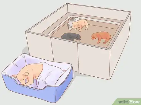 Imagen titulada Separate Puppies from their Mother Step 5