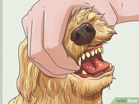 Imagen titulada Calculate Dog Years Step 3