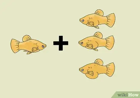 Imagen titulada Breed and Care for Platies Step 7