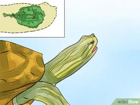 Imagen titulada Know What to Feed a Turtle Step 8