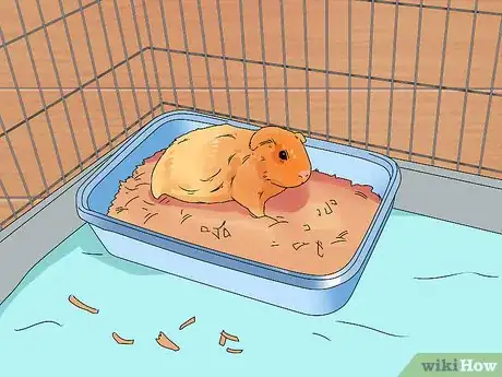 Imagen titulada Keep Your Guinea Pigs Smelling Good Step 3