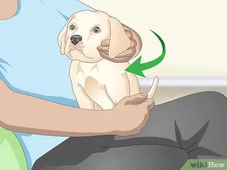 Imagen titulada Measure a Dog's Temperature Step 9