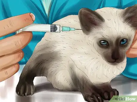 Imagen titulada Care for Siamese Kittens Step 7