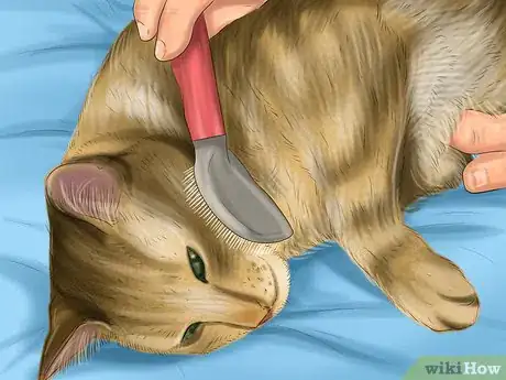 Imagen titulada Bathe a Cat Step 2
