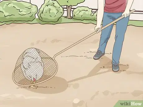 Imagen titulada Hold a Chicken Step 2