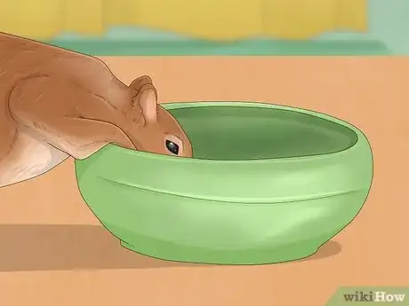 Imagen titulada Keep a Pet Squirrel Step 6