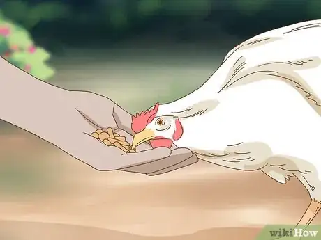 Imagen titulada Hold a Chicken Step 1