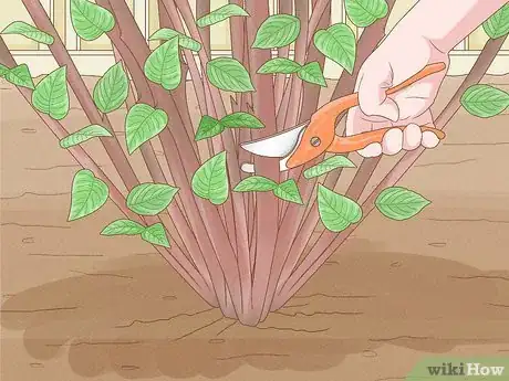 Imagen titulada Prune Mock Orange Shrubs Step 9