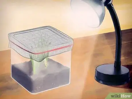 Imagen titulada Feed a Grasshopper Step 11