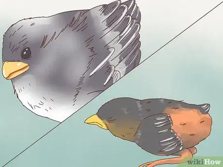 Imagen titulada Identify Baby Birds Step 1