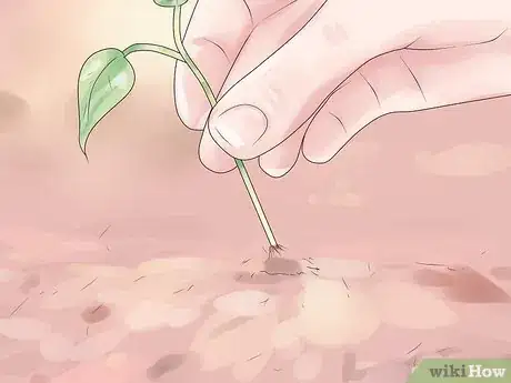 Imagen titulada Grow Pinto Beans Step 10