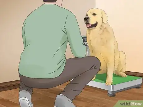 Imagen titulada Treat Obesity in Labrador Retrievers Step 13