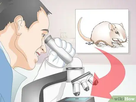 Imagen titulada Know if a Gerbil Is Ill Step 11