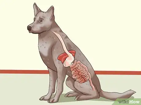 Imagen titulada Identify Different Dog Worms Step 4