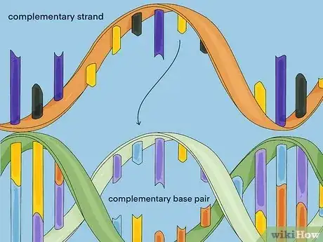 Imagen titulada Determine Genotype Step 9