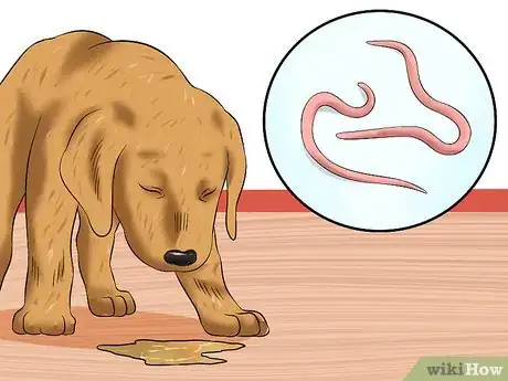 Imagen titulada Treat Hookworms in Dogs Step 5