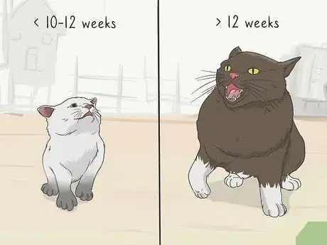 Imagen titulada Tame a Feral Cat Step 13