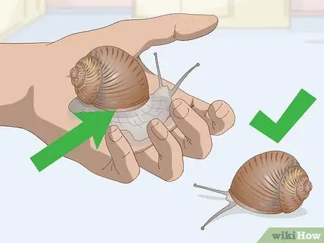 Imagen titulada Snail Farm Step 4