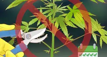 podar la marihuana