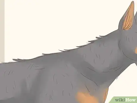 Imagen titulada Understand Your Dog's Body Language Step 13