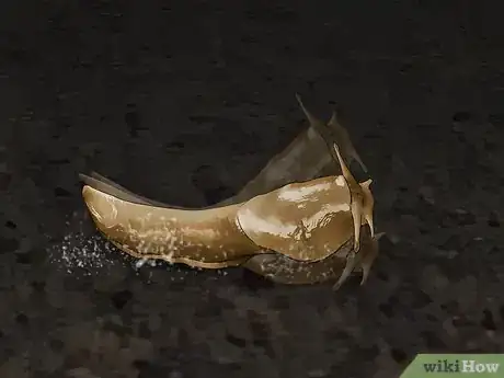 Imagen titulada Does Salt Kill Slugs Step 7
