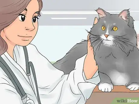 Imagen titulada Treat Feline Regurgitation Step 5