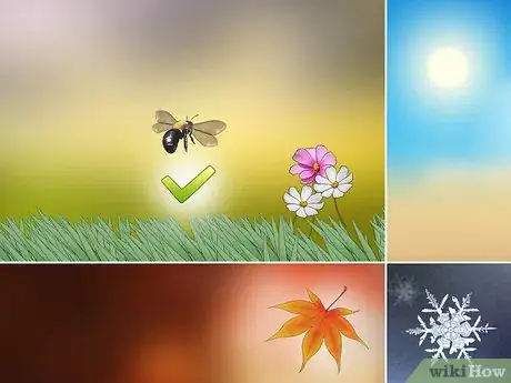 Imagen titulada Identify Carpenter Bees Step 8
