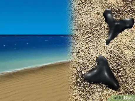 Imagen titulada Find Shark Teeth Step 14