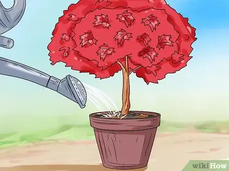 Imagen titulada Make a Japanese Maple Bonsai Tree Step 10