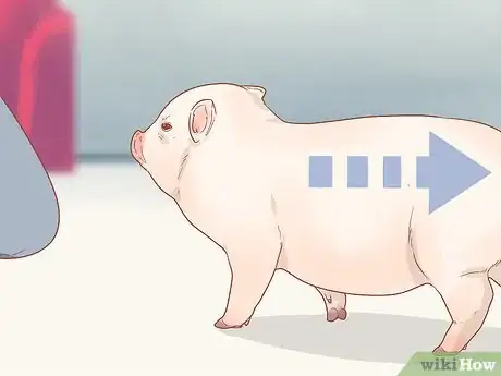 Imagen titulada Train a Pig Step 13