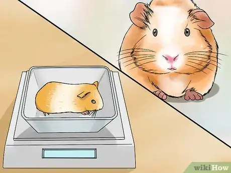 Imagen titulada Breed Standard Guinea Pigs Step 13