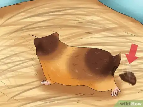 Imagen titulada Know if Your Hamster Is Dying Step 4